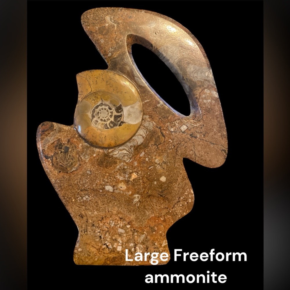 Large Ammonite
